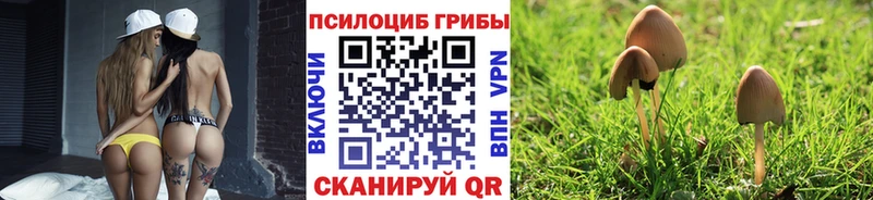 Псилоцибиновые грибы GOLDEN TEACHER  KRAKEN сайт  Апатиты  наркота 